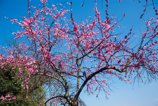 桃花 桃树