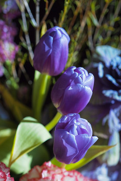 紫色 郁金香 花卉