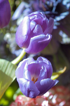 紫色花 花特写 郁金香