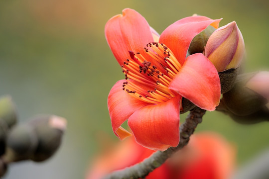 木棉花