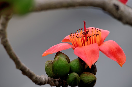 木棉花