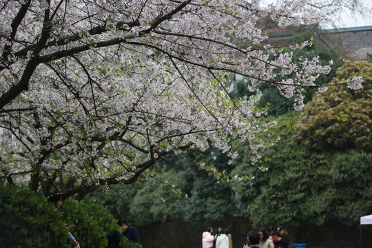 武汉大学 樱花