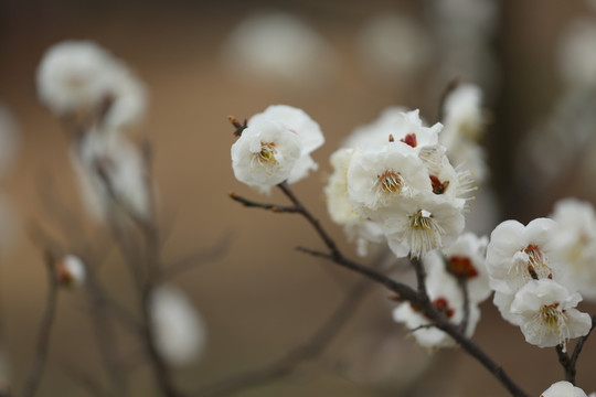 梅花