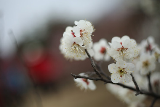 梅花