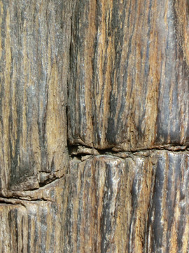 硅化木 木化石