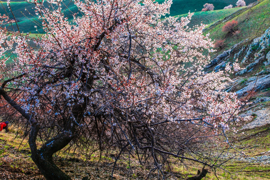 伊犁杏花沟