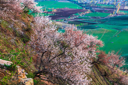 伊犁杏花沟