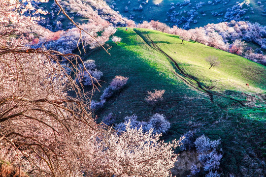 伊犁杏花沟