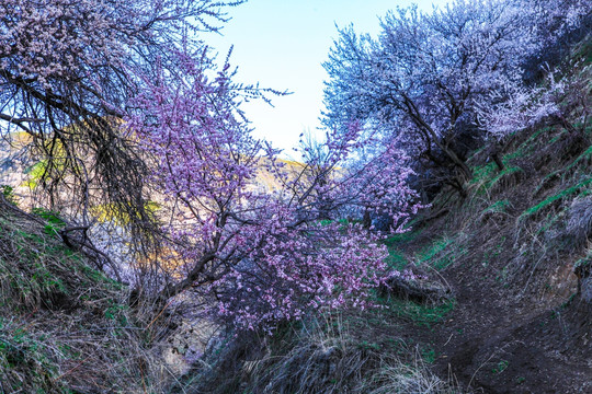 伊犁杏花沟