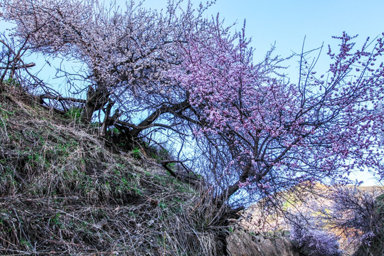 伊犁杏花沟