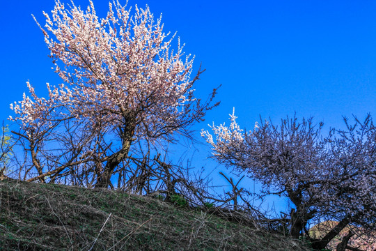 伊犁杏花沟