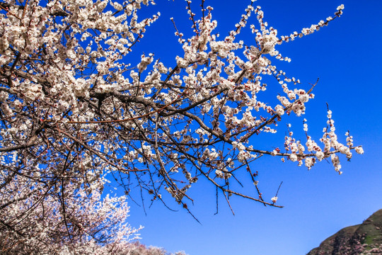 伊犁杏花沟