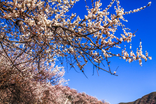 伊犁杏花沟