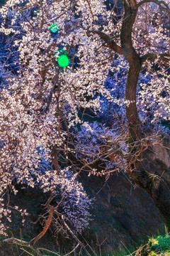 伊犁杏花沟