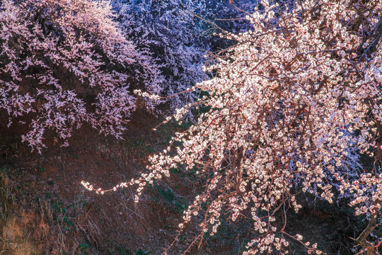 伊犁杏花沟