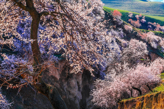 伊犁杏花沟