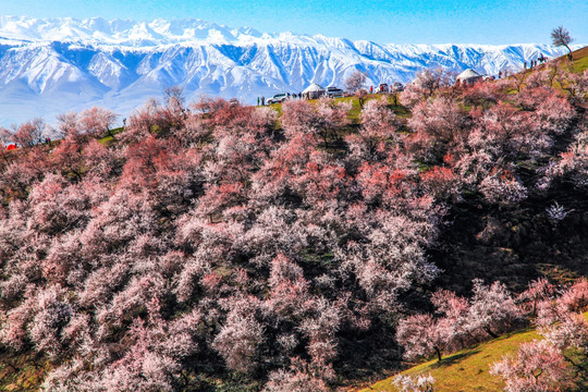 伊犁杏花沟