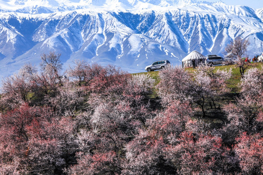 伊犁杏花沟