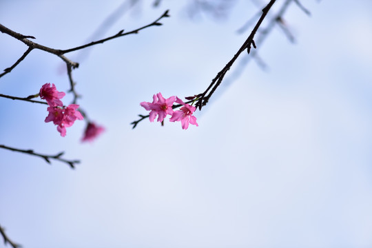 樱花背景素材