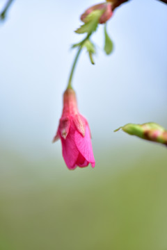 樱花背景素材