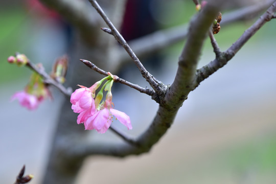 樱花树