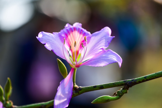 阳光紫荆花
