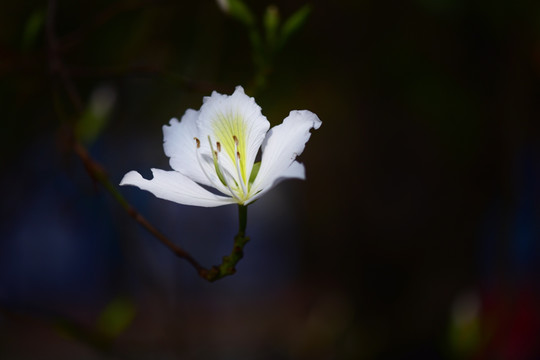 白色紫荆花