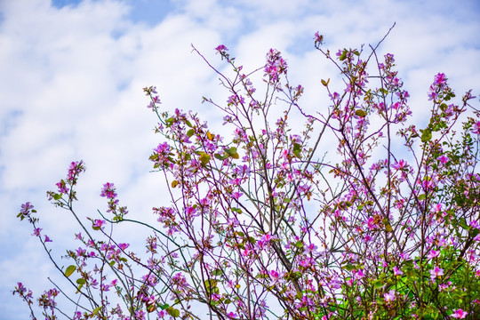 开满粉色的花朵