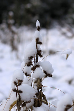 雪中苍耳