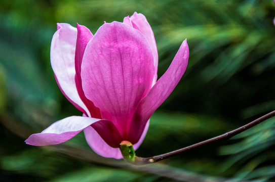 玉兰花 广玉兰