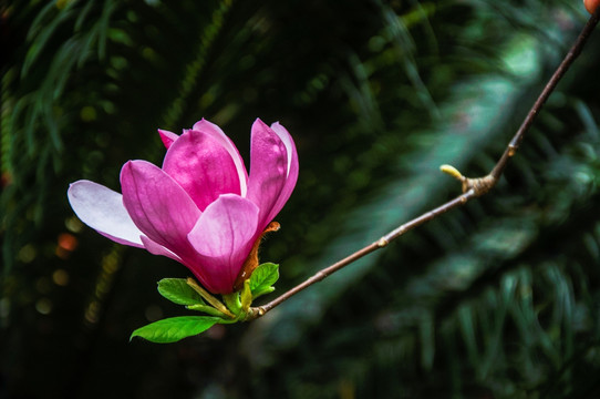 玉兰花 广玉兰