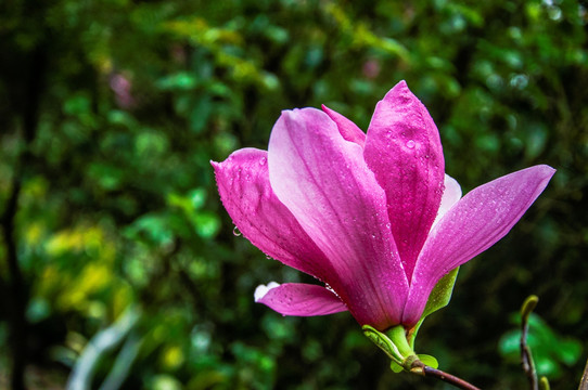 玉兰花 广玉兰