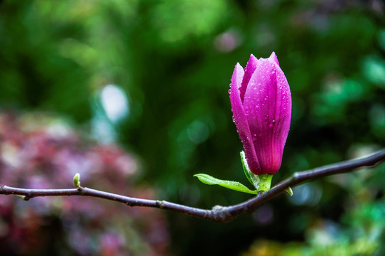 玉兰花 广玉兰