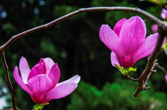 玉兰花 广玉兰