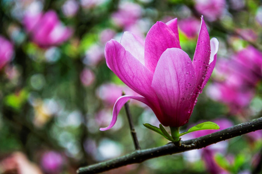 玉兰花 广玉兰