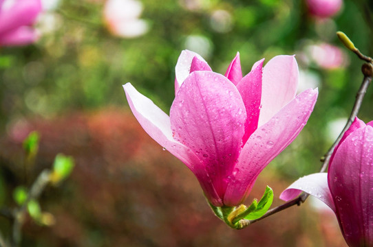 玉兰花 广玉兰