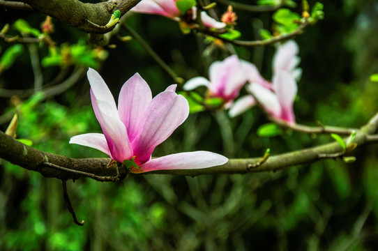 玉兰花 广玉兰