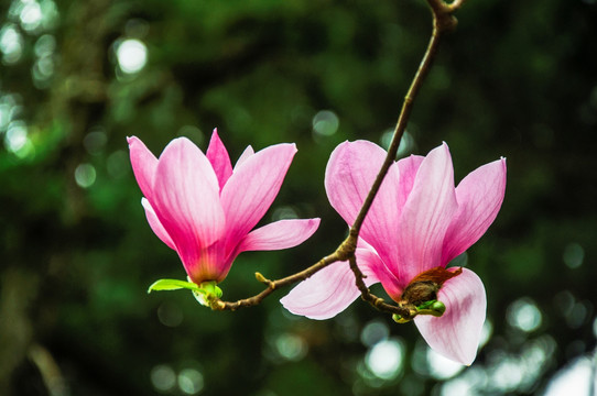 玉兰花 广玉兰