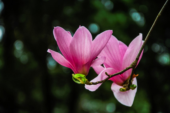 玉兰花 广玉兰