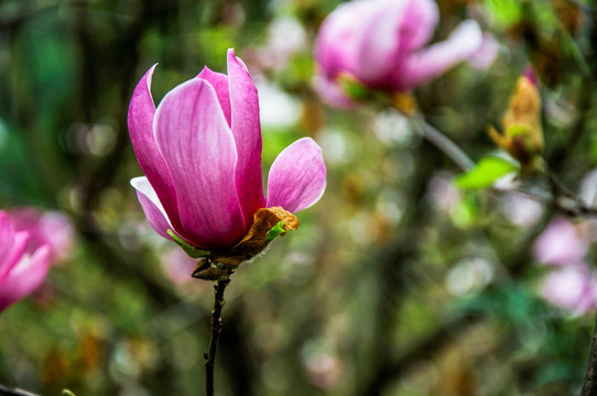 玉兰花 广玉兰