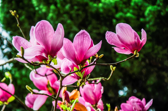 玉兰花 广玉兰