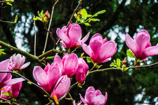 玉兰花 广玉兰