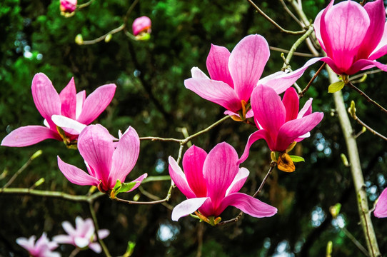 玉兰花 广玉兰