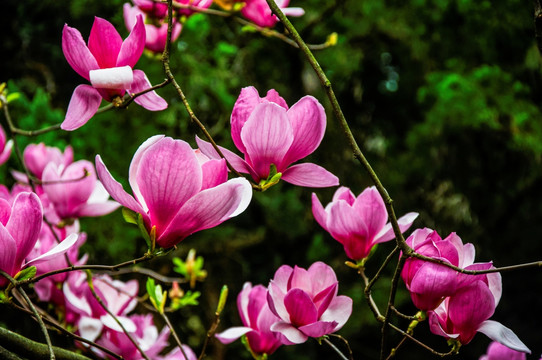 玉兰花 广玉兰