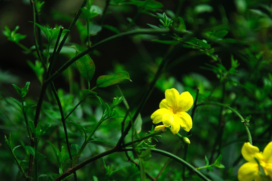 迎春花