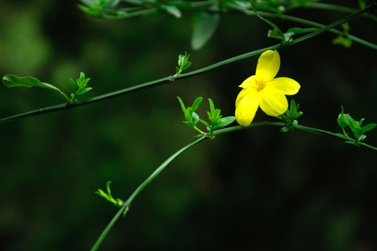 迎春花