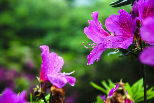 紫色杜鹃花