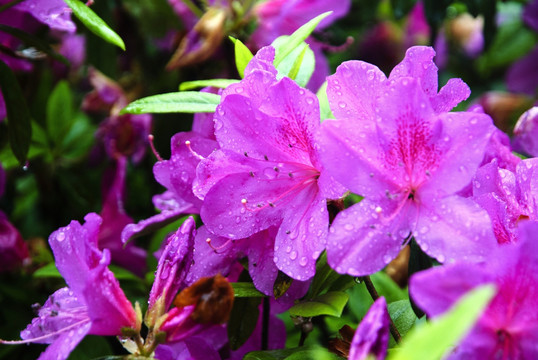 紫色杜鹃花
