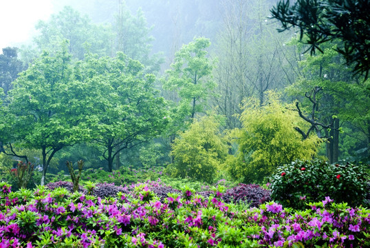 雨中树林