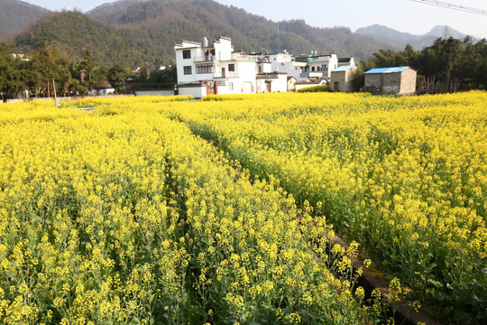 油菜花